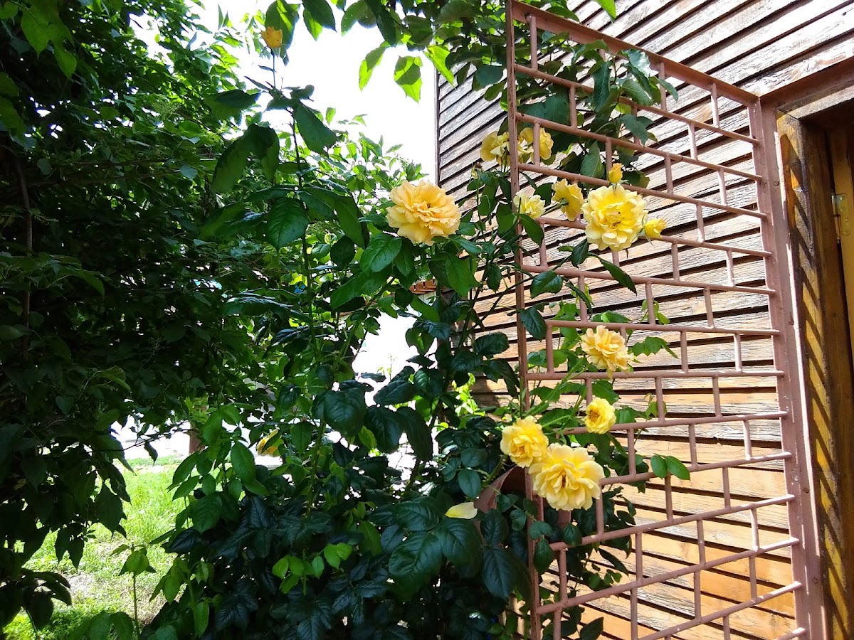 Foto 5